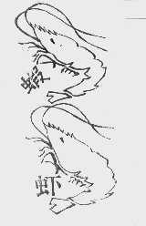虾虾