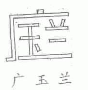 广玉兰;玉兰
