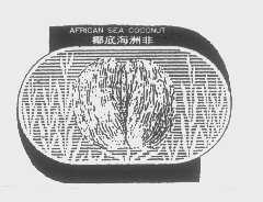 非洲海底椰   AFRICAN SEA COCONUT