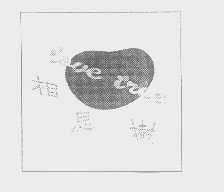 相思树   LOVE TREE