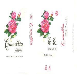 茶花    CAMELLIA