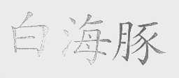白海豚