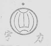 宇力