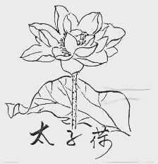 太子荷