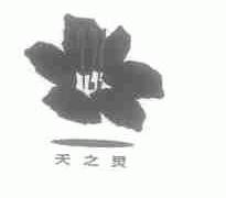 天之灵