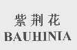 紫荆花   BAUHINIA