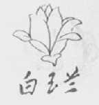 白玉兰