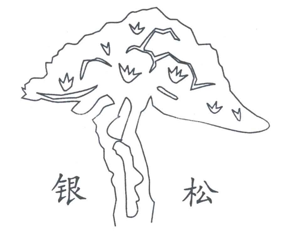 银松
