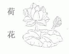 荷花