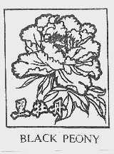 黑牡丹  BLACK PEONY
