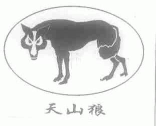 天山狼
