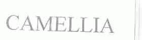 CAMELLIA