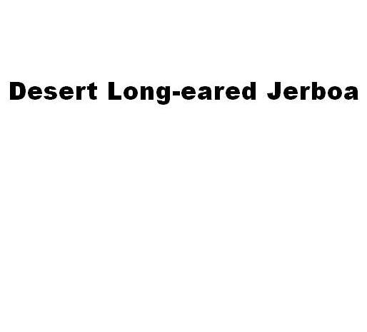 DESERT LONG-EARED JERBOA