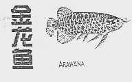 金龙鱼  ARAWANA