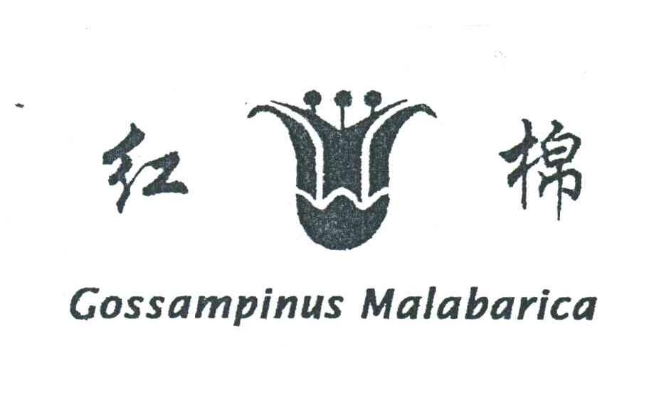 红棉;GOSSAMPINUS MALABARICA