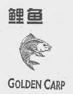 鲤鱼   GOLDEN CARP