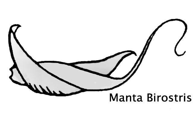 MANTA BIROSTRIS