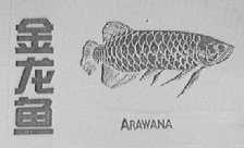 金龙鱼    ARAWANA