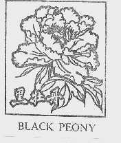 黑牡丹  BLACK PEONY