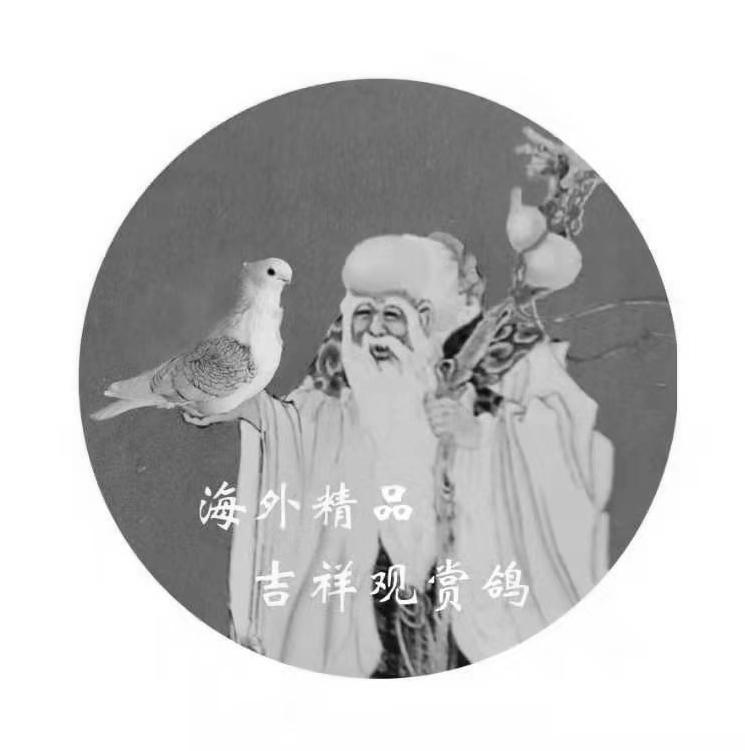 海外精品吉祥观赏鸽