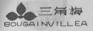 三角梅