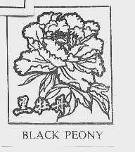黑牡丹  BLACK FEONY