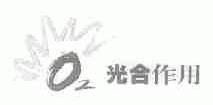 光合作用