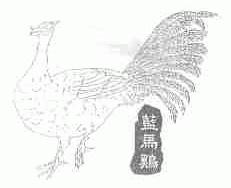 蓝马鸡