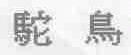 驼鸟