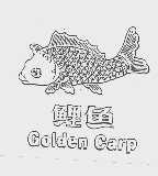 鲤鱼;COLDEN CARP
