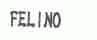 FELINO