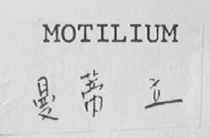 MOTILIUM    曼蒂立