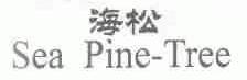 海松;SEA PINE-TREE