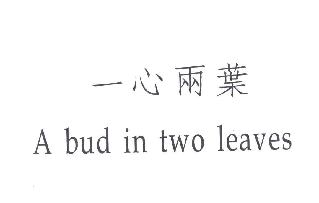 一心两叶;A BUD IN TWO LEAVES
