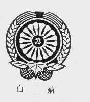 白菊