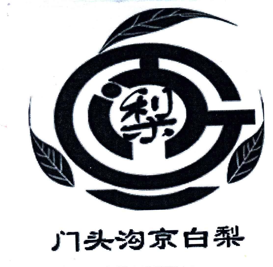 门头沟京白梨
