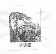 迎客松