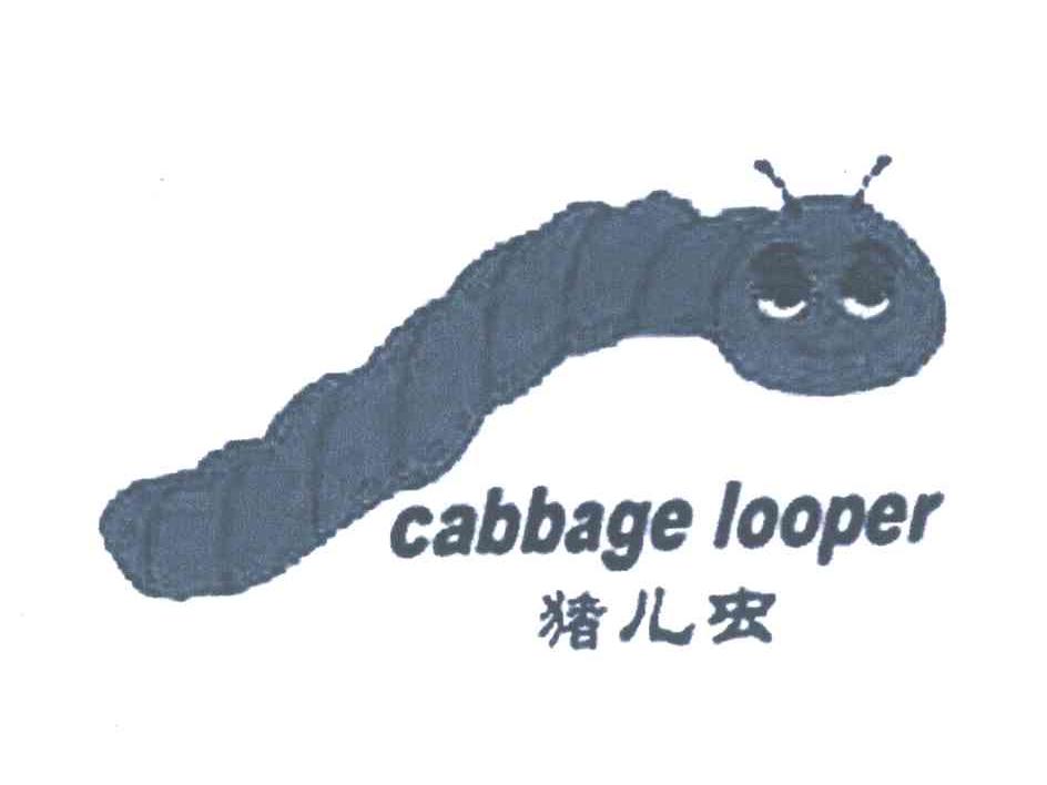 猪儿虫 CABBAGE LOOPER