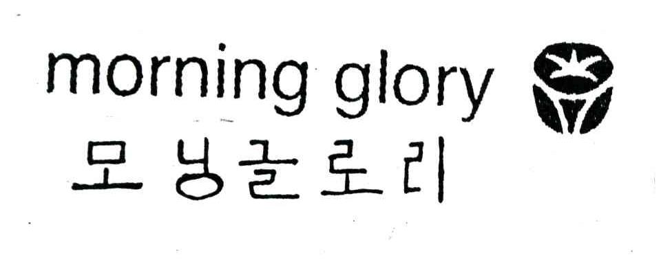 MORNING GLORY