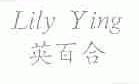 英百合;LILY YING