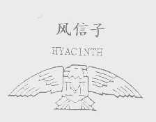 风信子   HYACINTH