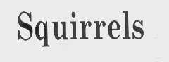 SQUIRRELS