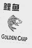 鲤鱼  GOLDEN CARP