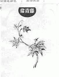 常青藤