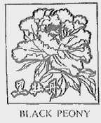 黑牡丹;BLACK PEONY
