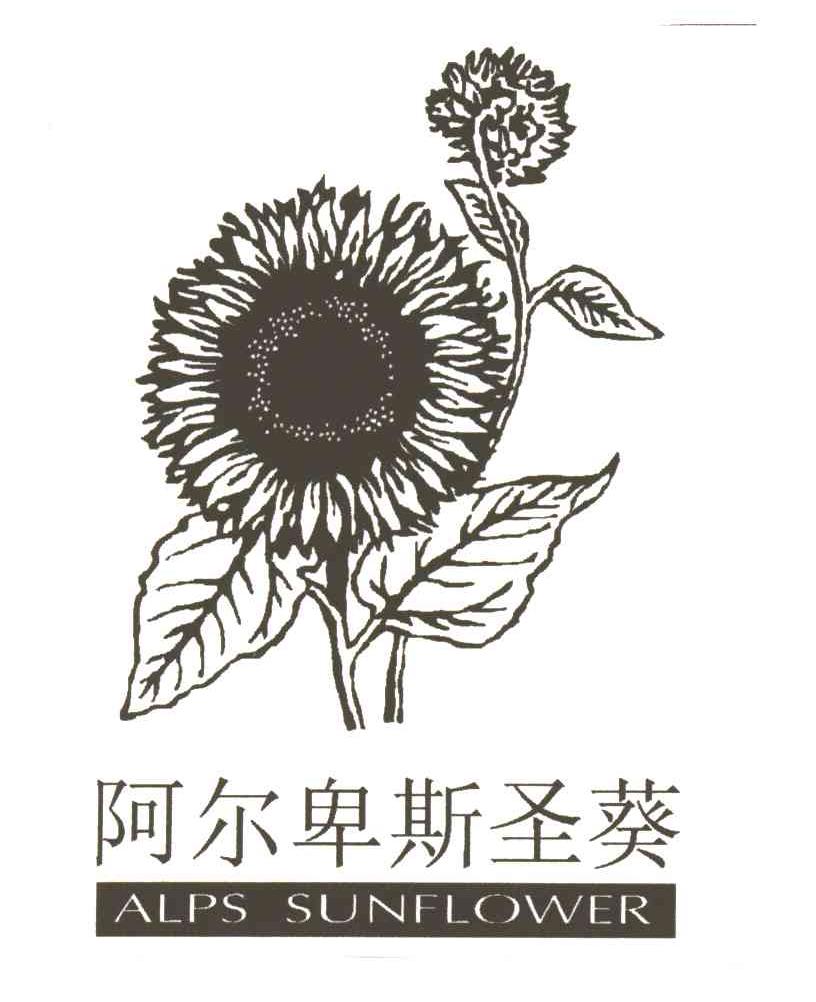阿尔卑斯圣葵;ALPS SUNFLOWER