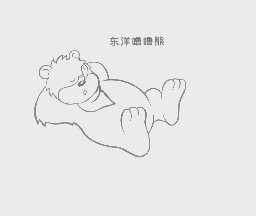 东洋噜噜熊