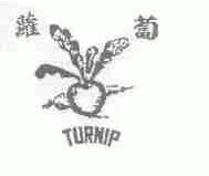 萝卜;TURNIP