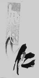 知心仁