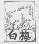白梅